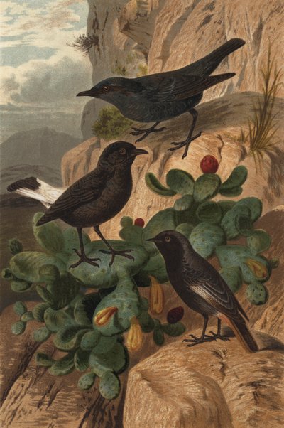 Blue Rock Thrush, Black Redstart and Common Redstart by European School